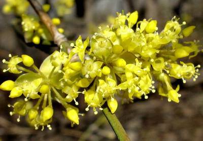 CORNUS MAS